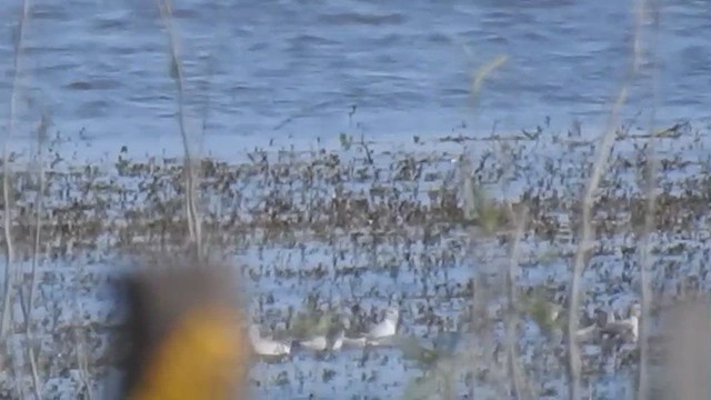 Wilson's Phalarope - ML623507042