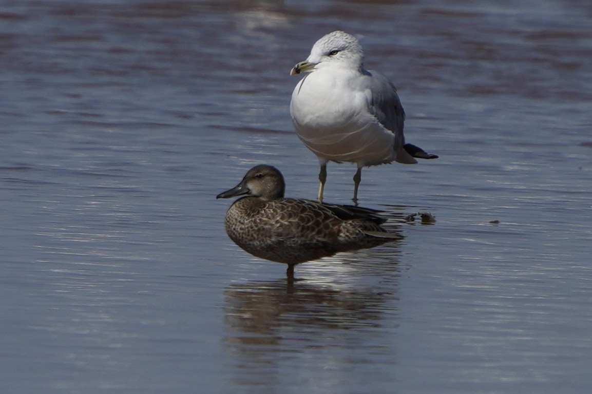 Blue-winged Teal - ML623507059