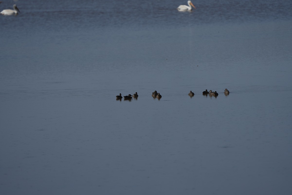 Blue-winged Teal - ML623507060