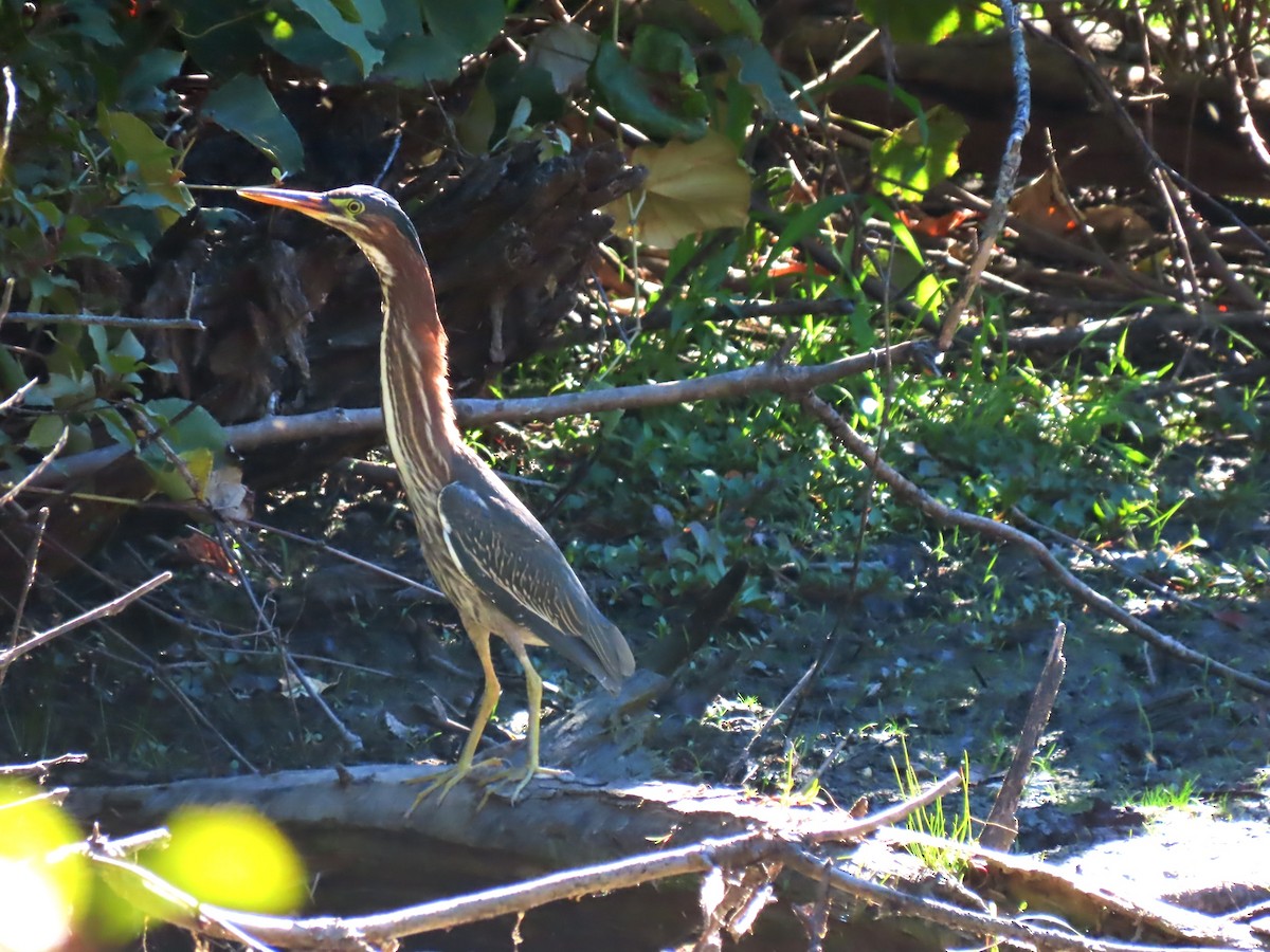 Green Heron - ML623507115