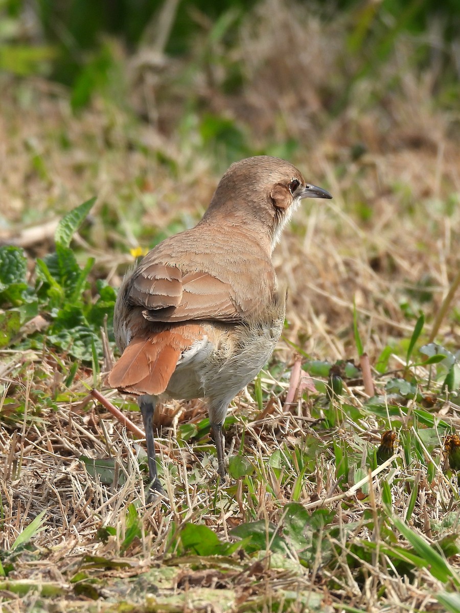 Rufous Hornero - ML623507156