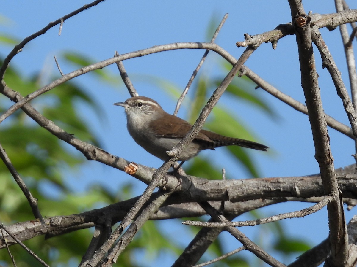 Bewick's Wren - ML623507173