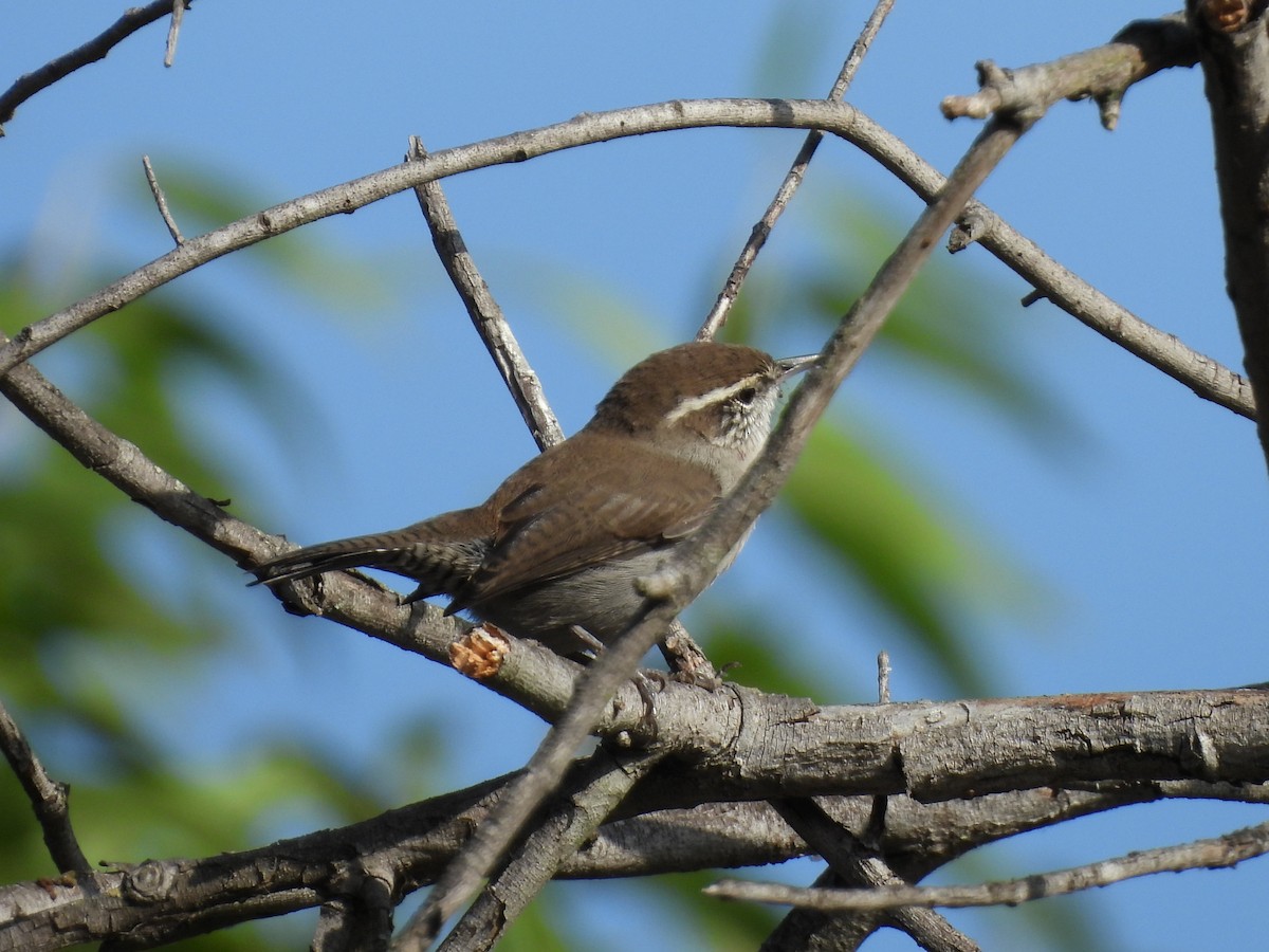 Bewick's Wren - Sheila Morgan-DeChellis