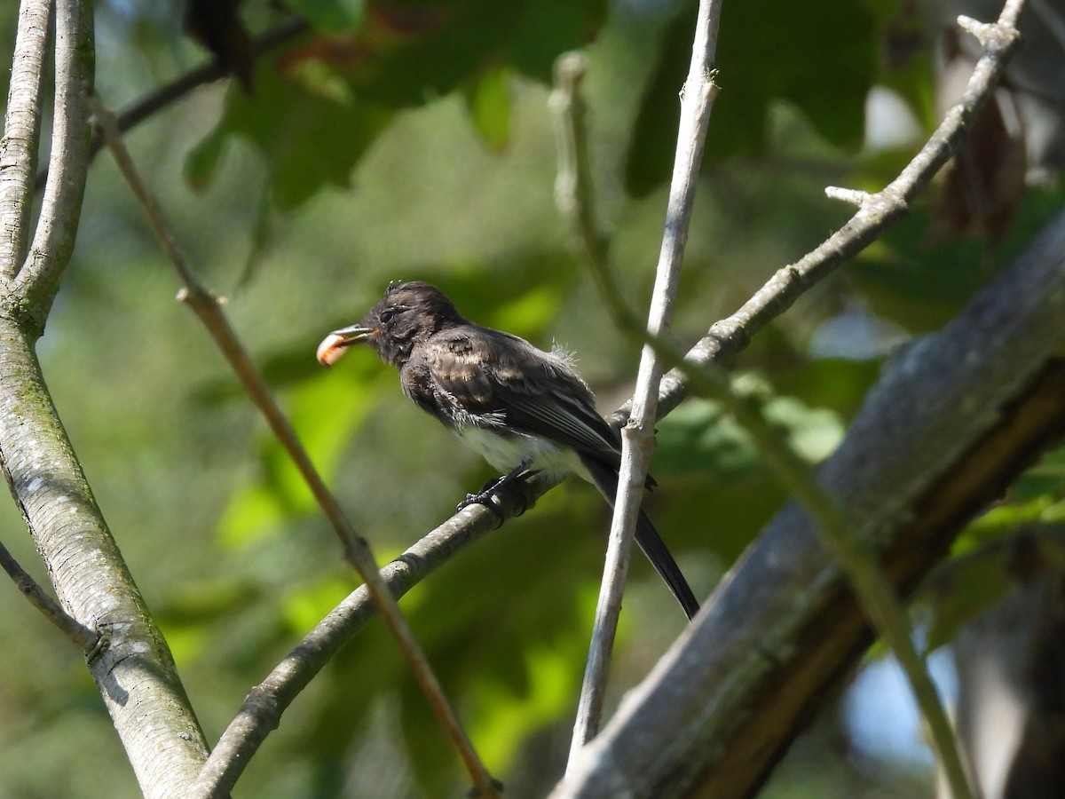 Black Phoebe - ML623507183