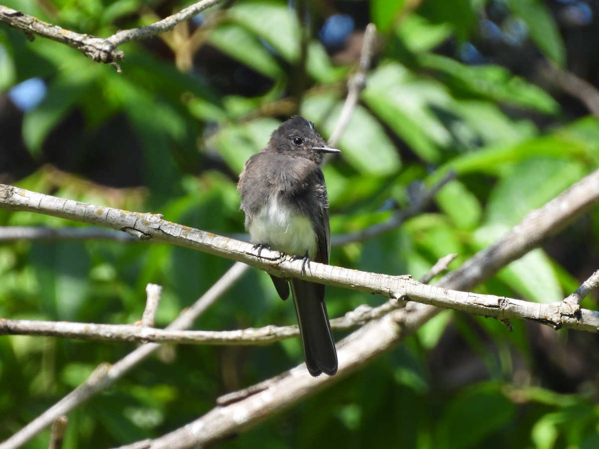 Black Phoebe - ML623507184