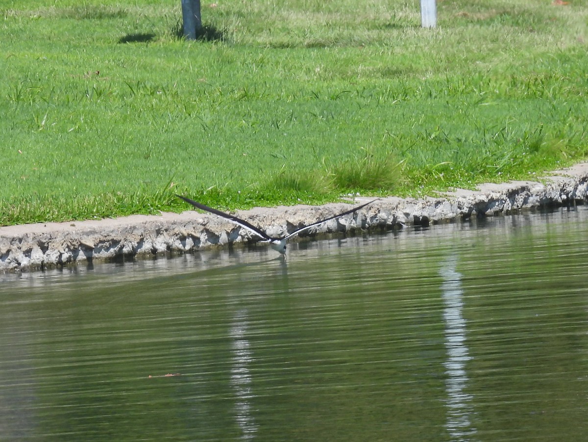 Black Skimmer - ML623507186