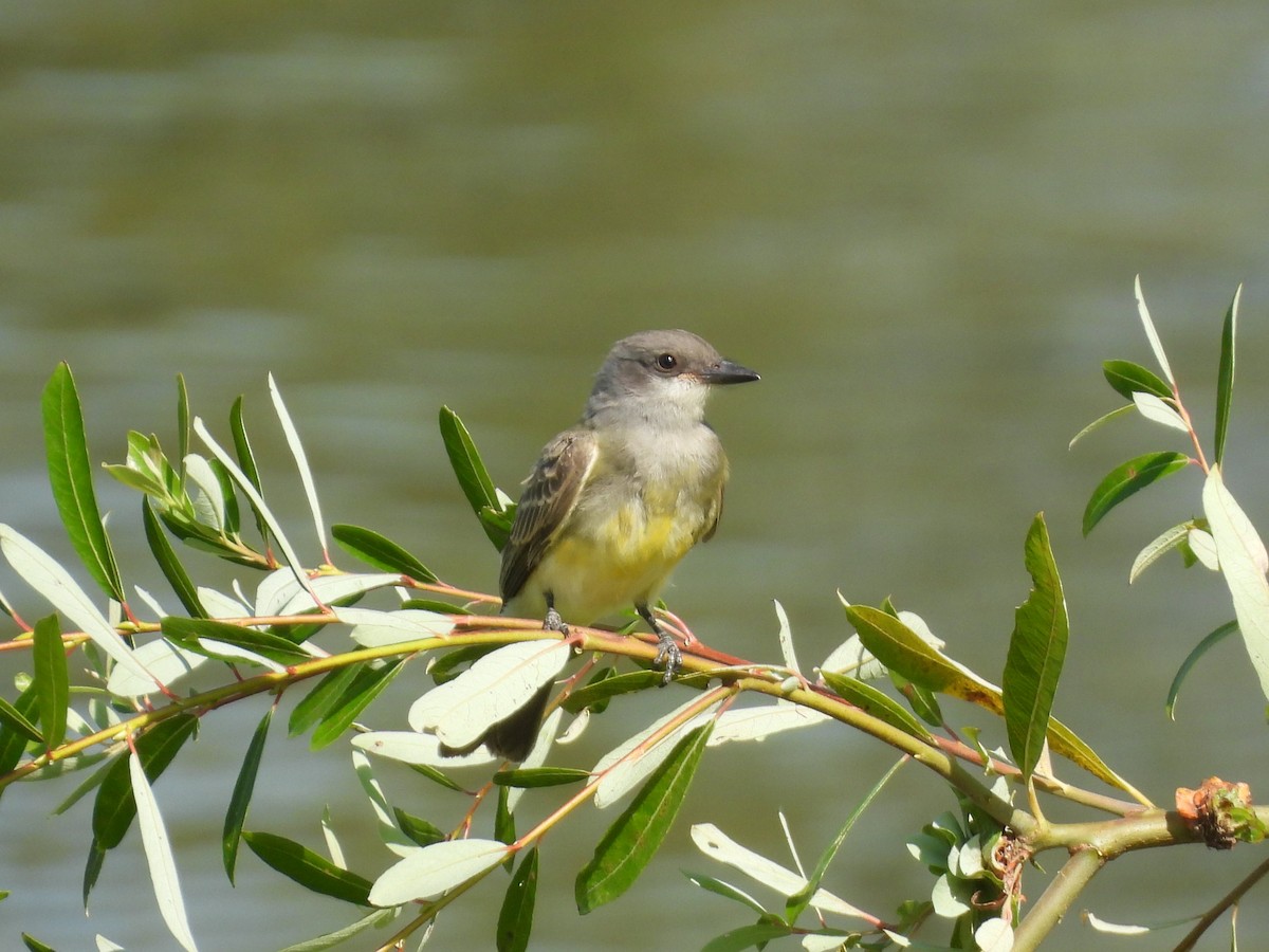 Cassin's Kingbird - ML623507199