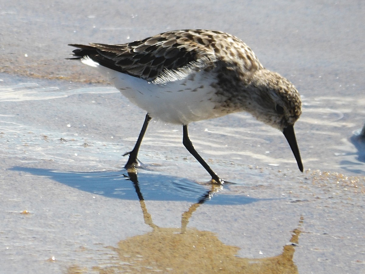 Semipalmated Sandpiper - Kristos Said Kendall