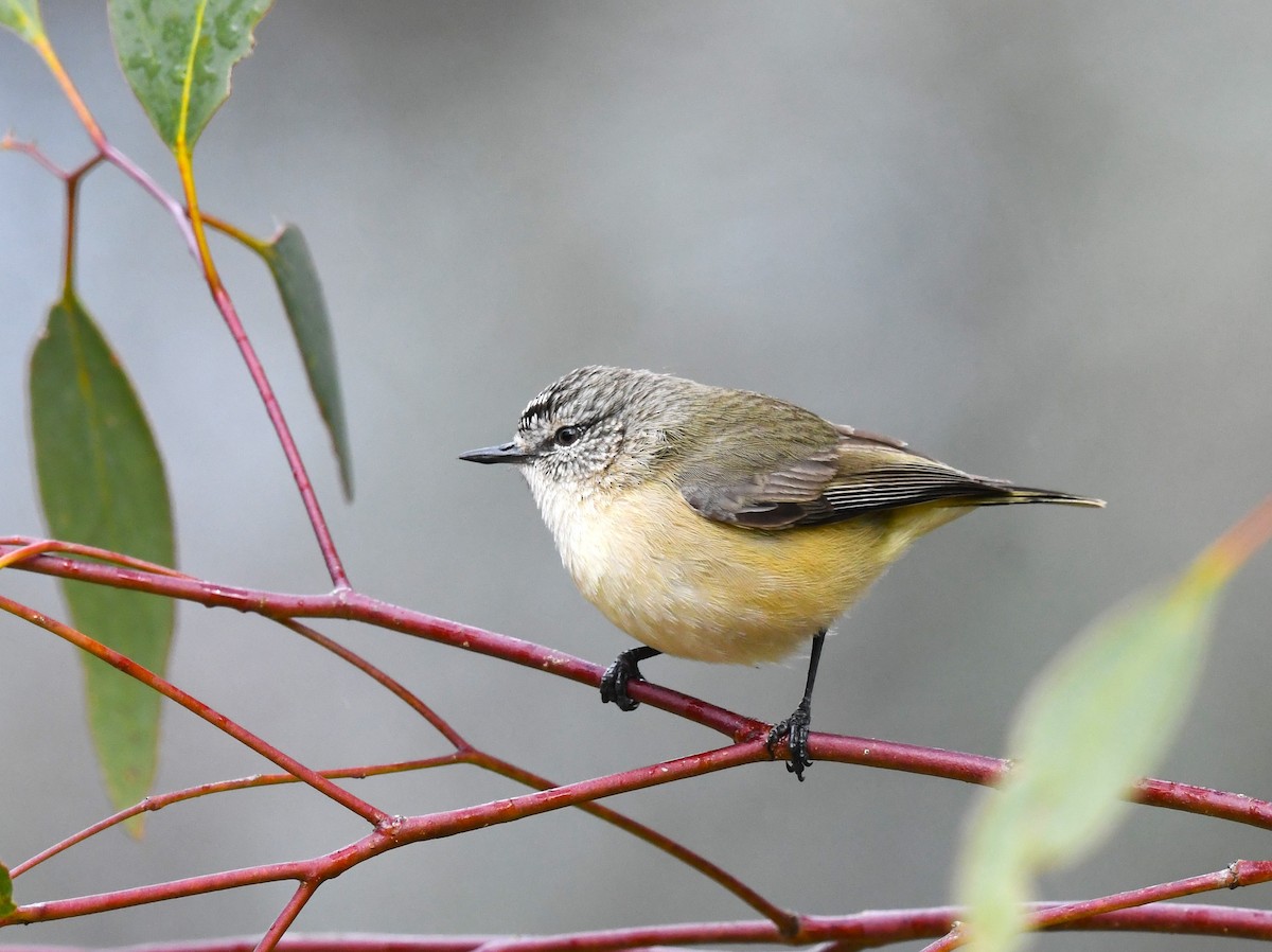 Yellow-rumped Thornbill - ML623507208