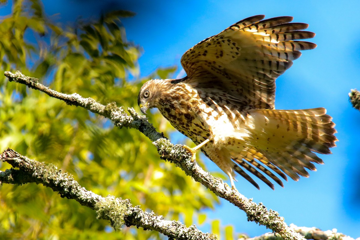 Red-shouldered Hawk - ML623507240