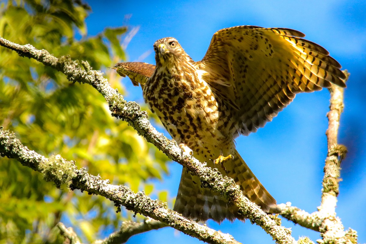 Red-shouldered Hawk - ML623507241