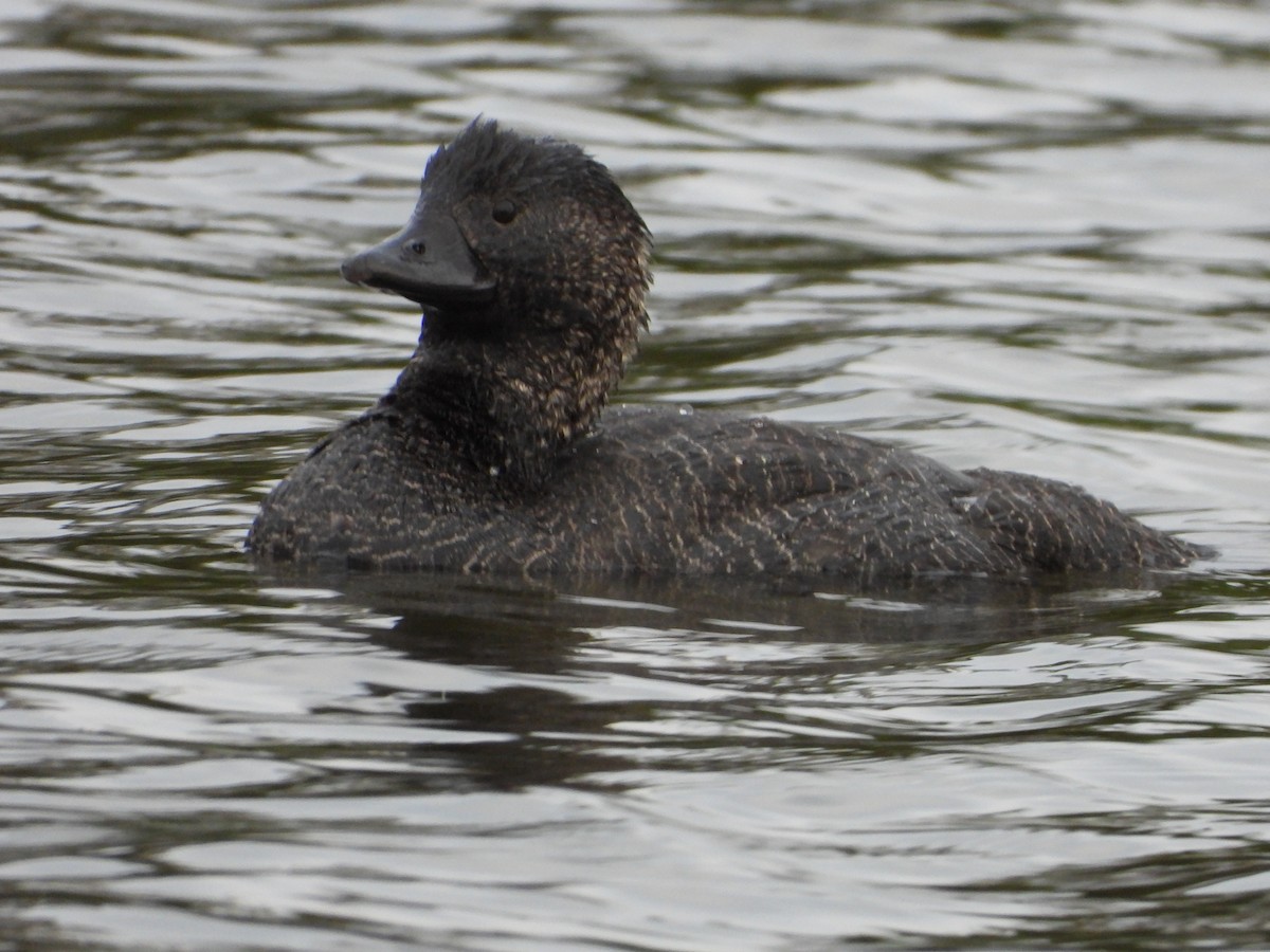 Musk Duck - ML623507242