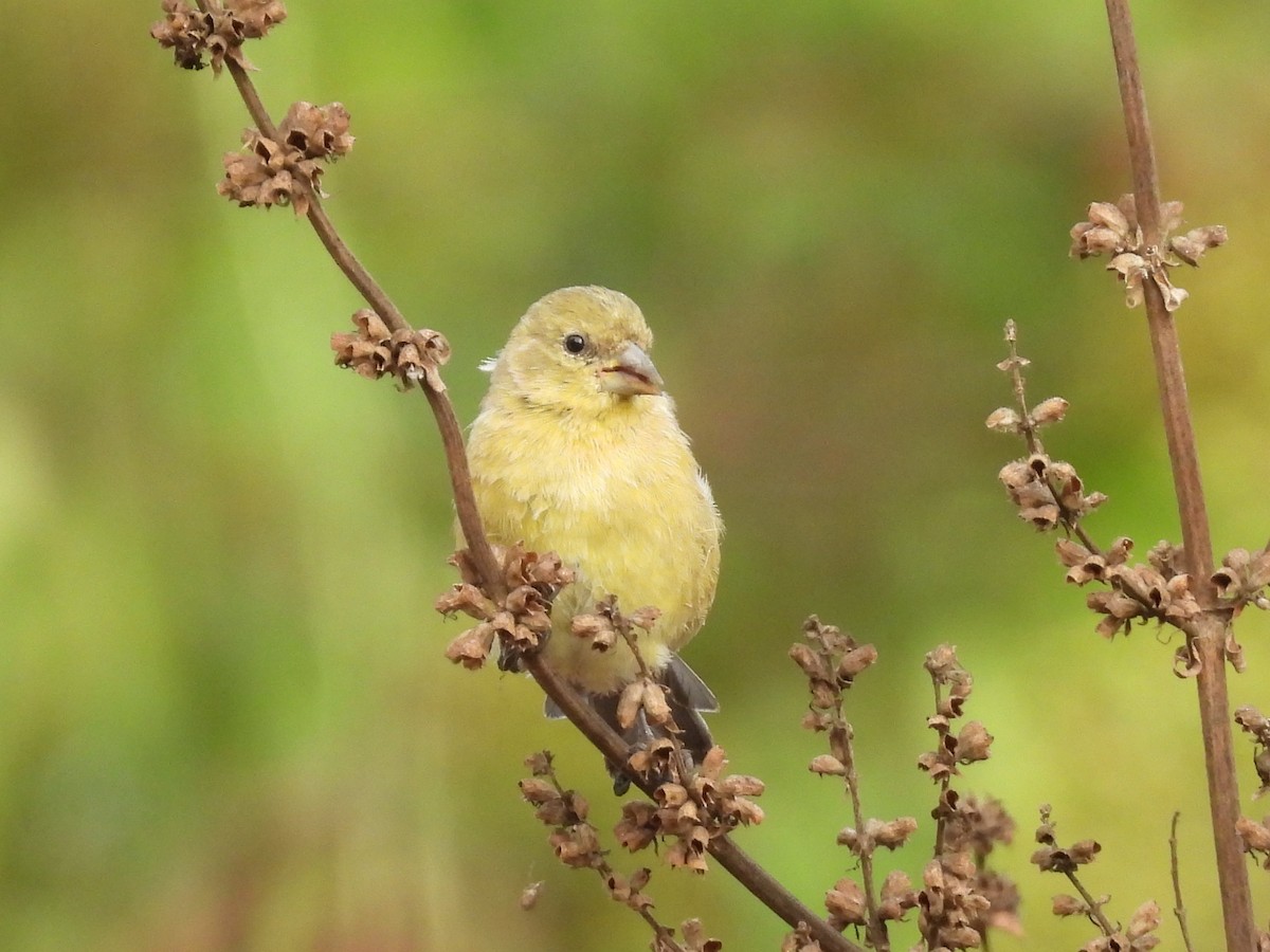 Lesser Goldfinch - ML623507264