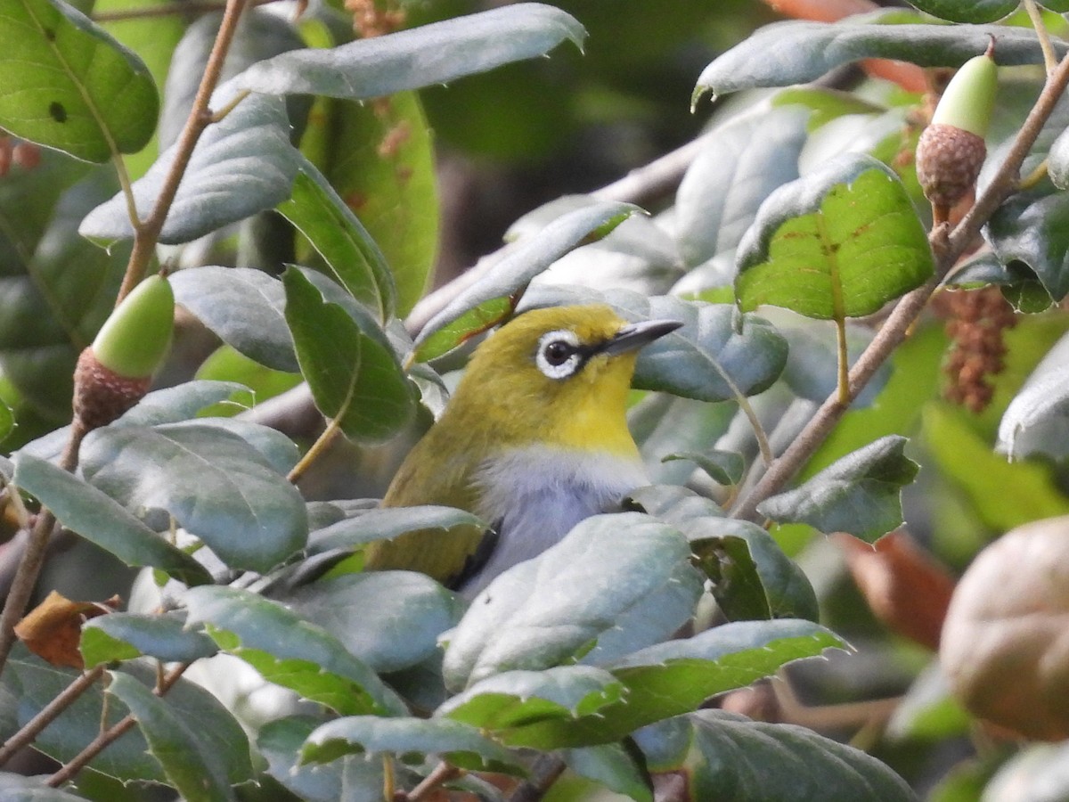 Swinhoe's White-eye - ML623507282