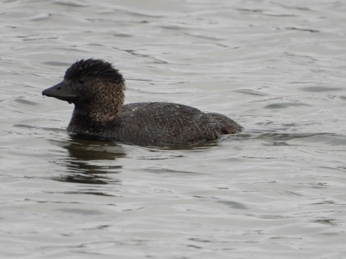 Musk Duck - ML623507299