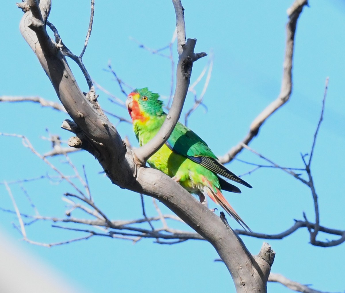 Swift Parrot - ML623507311