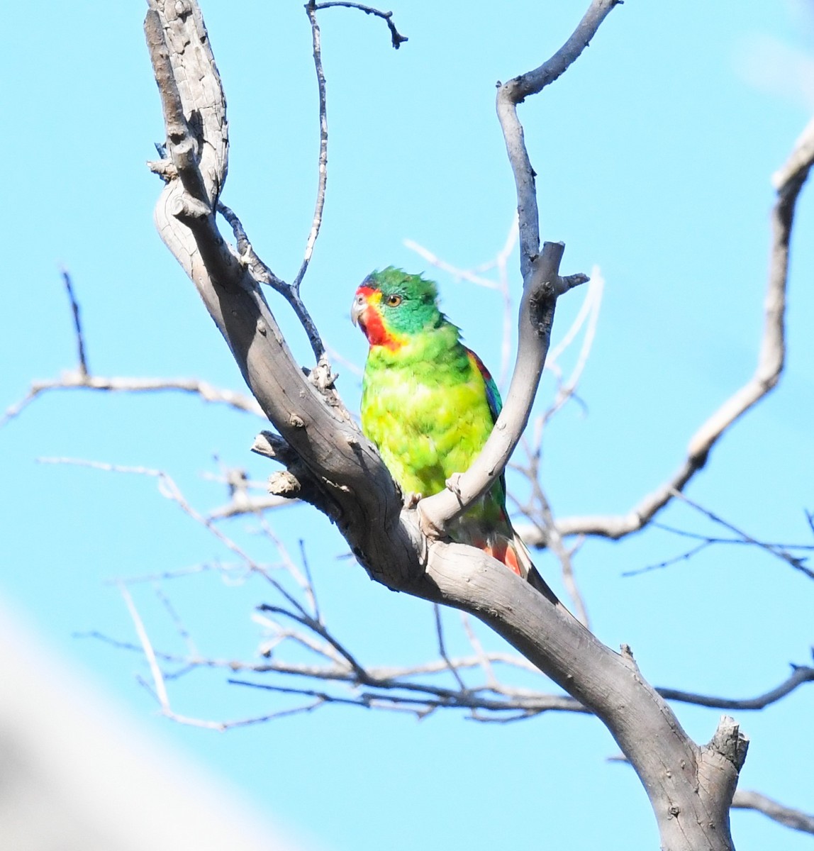 Swift Parrot - ML623507318