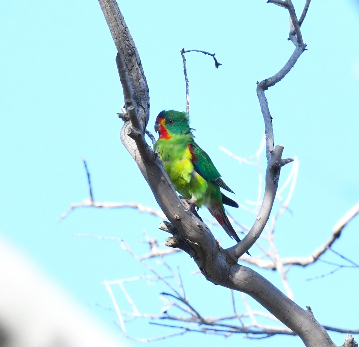 Swift Parrot - ML623507319