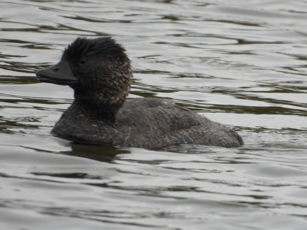 Musk Duck - ML623507320