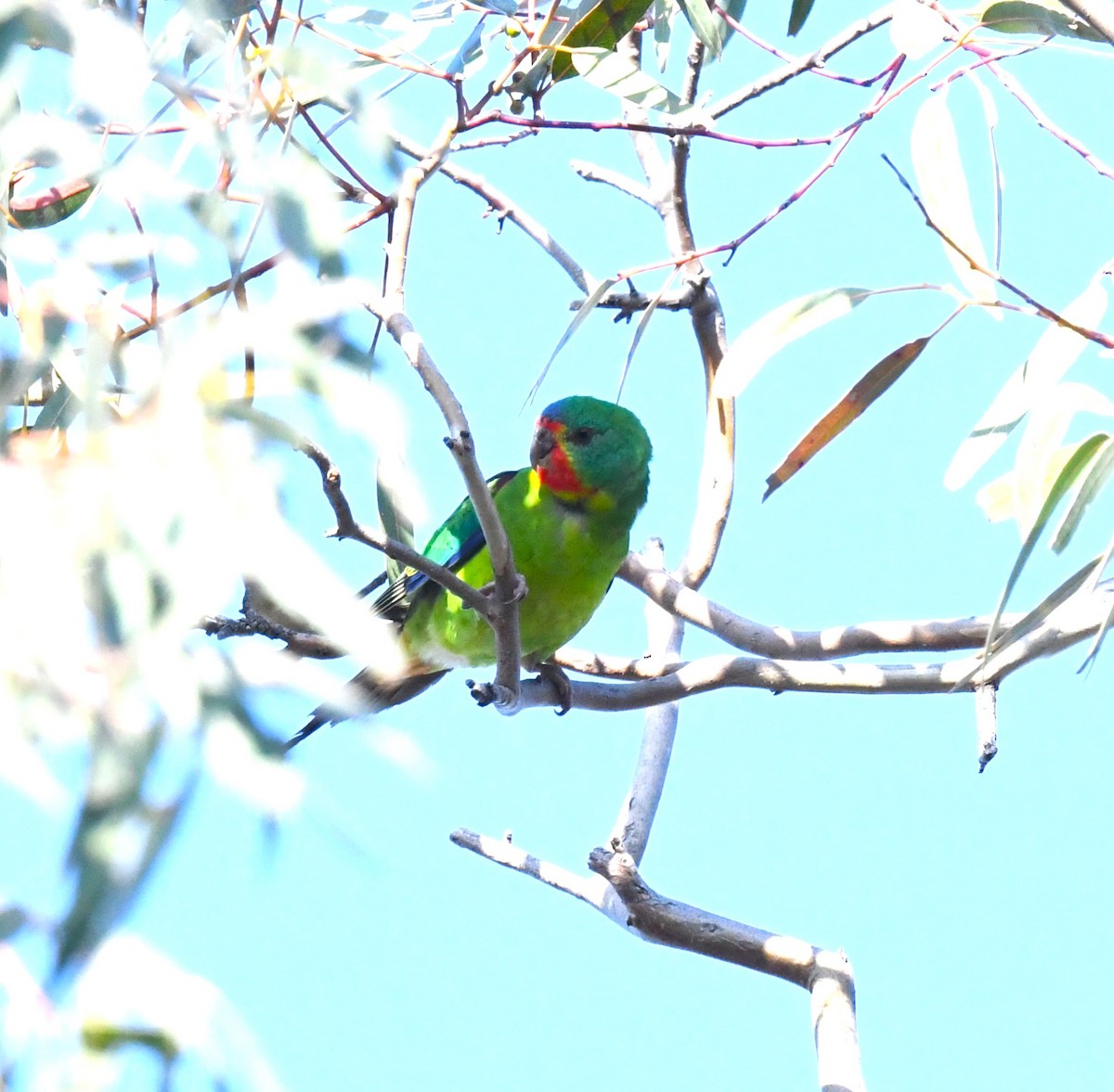 Swift Parrot - ML623507321