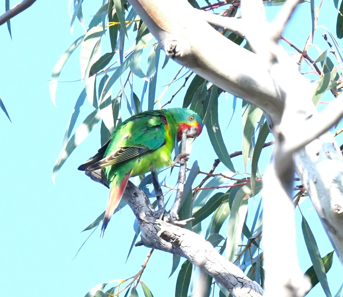 Swift Parrot - ML623507324