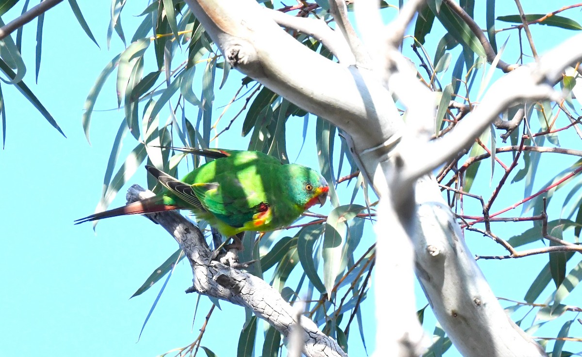 Swift Parrot - ML623507326