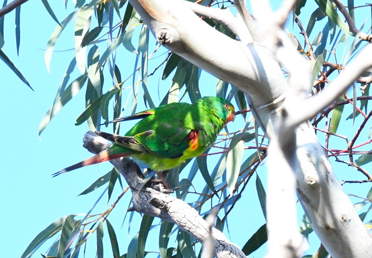 Swift Parrot - ML623507331