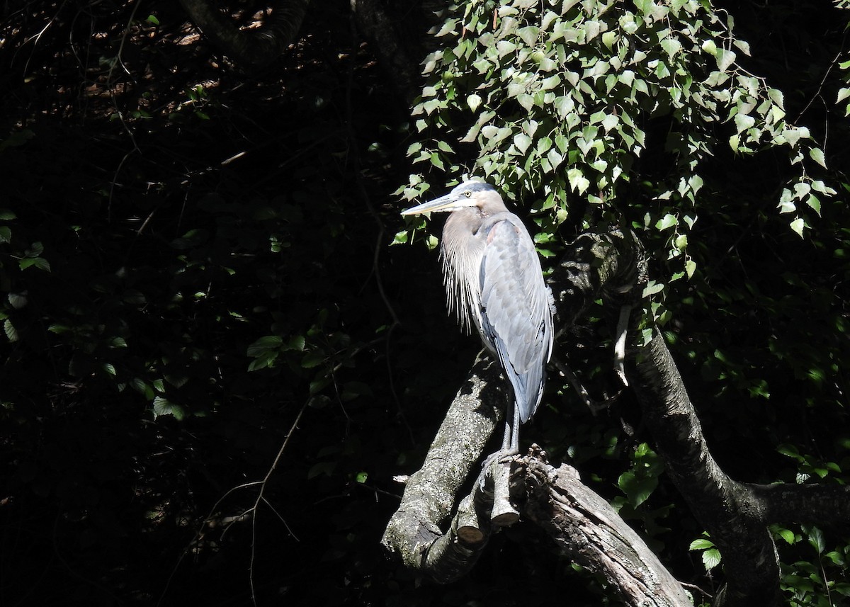 Garza Azulada - ML623507334