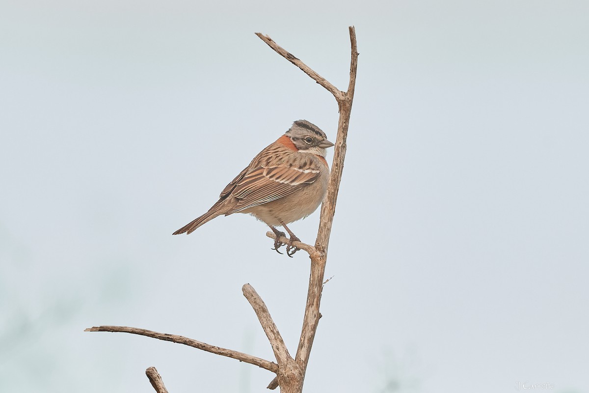 Rufous-collared Sparrow - ML623507336