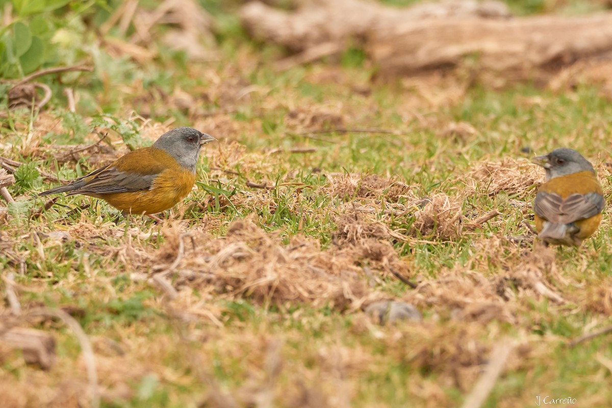 Patagonian Sierra Finch - ML623507363