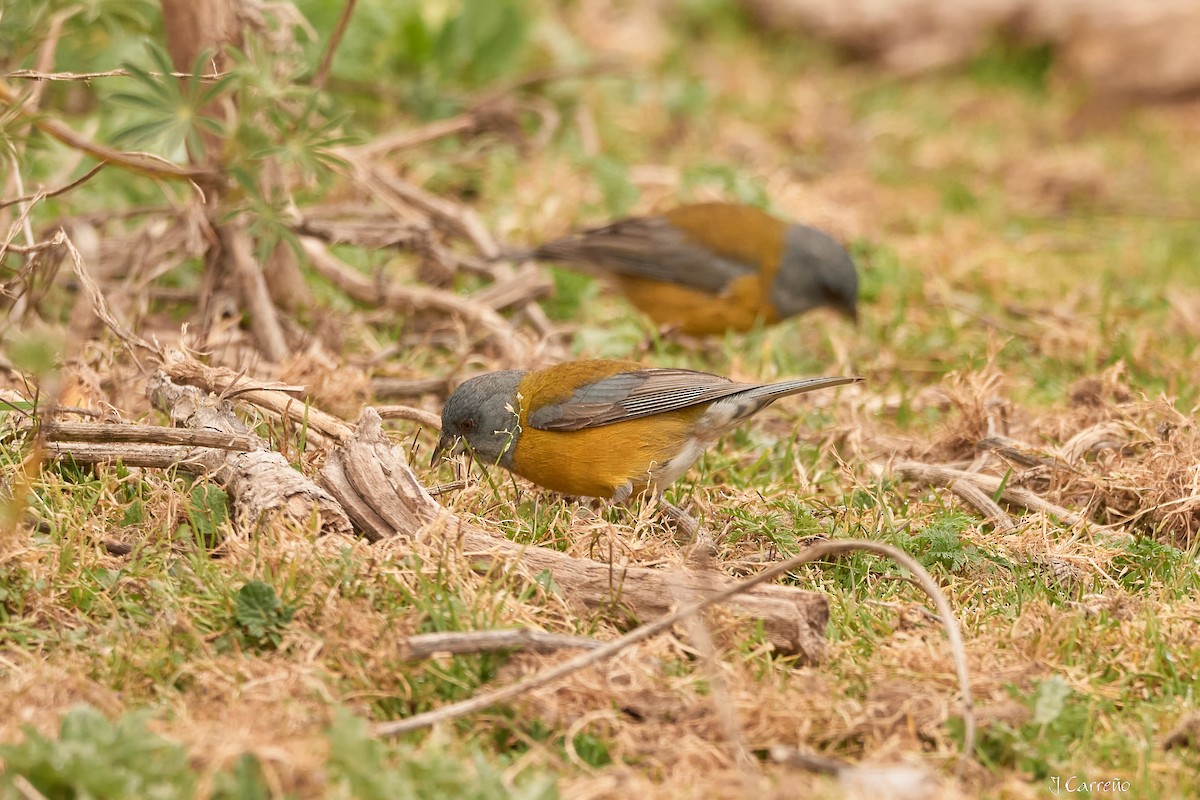 Patagonian Sierra Finch - Juan Carlos Carreño Rojas