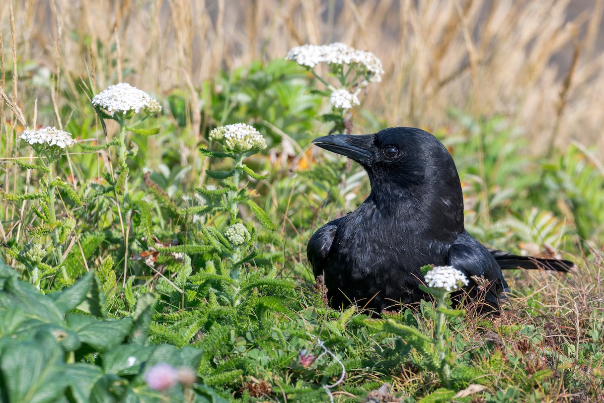 American Crow - ML623507445