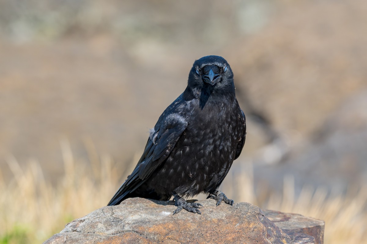 American Crow - ML623507446