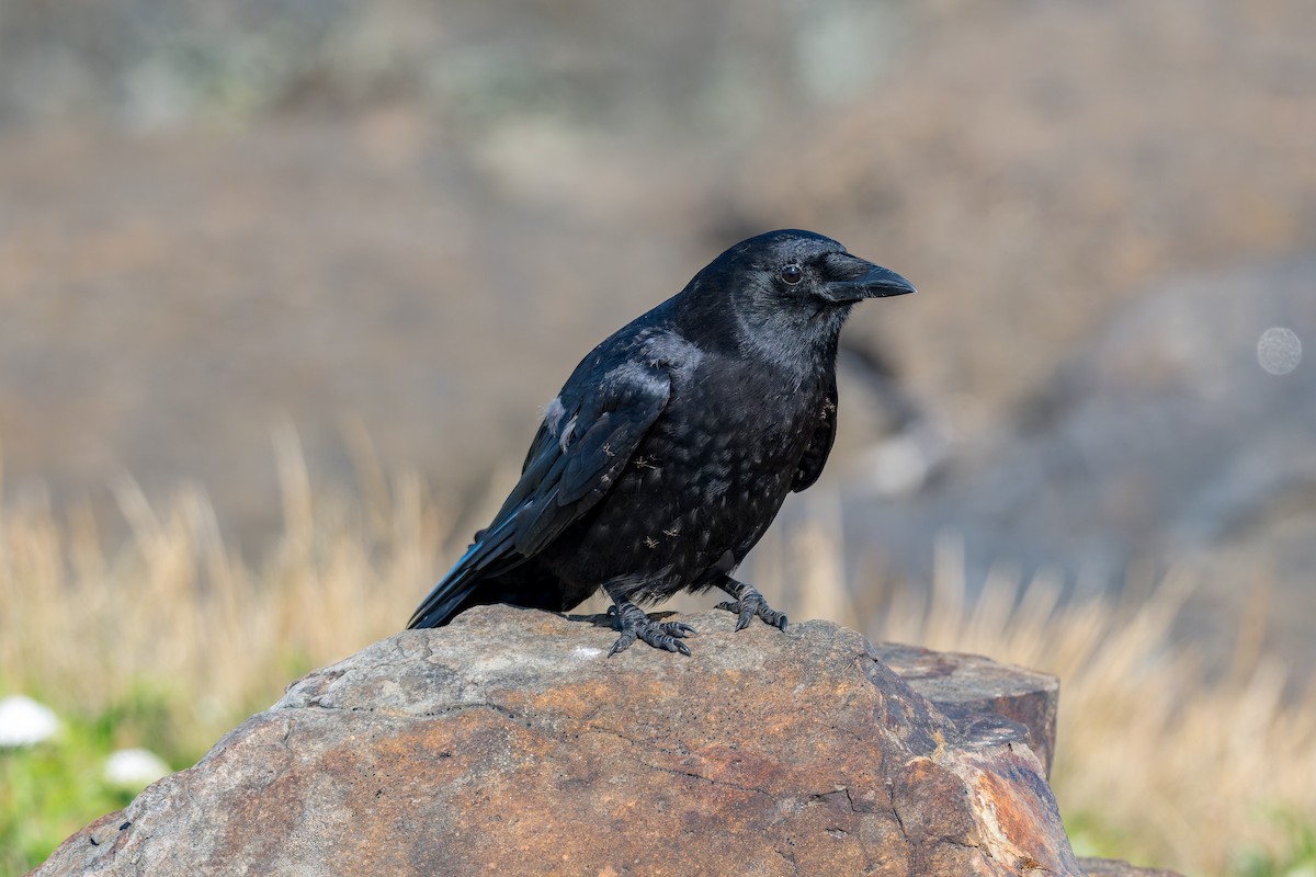 American Crow - ML623507447