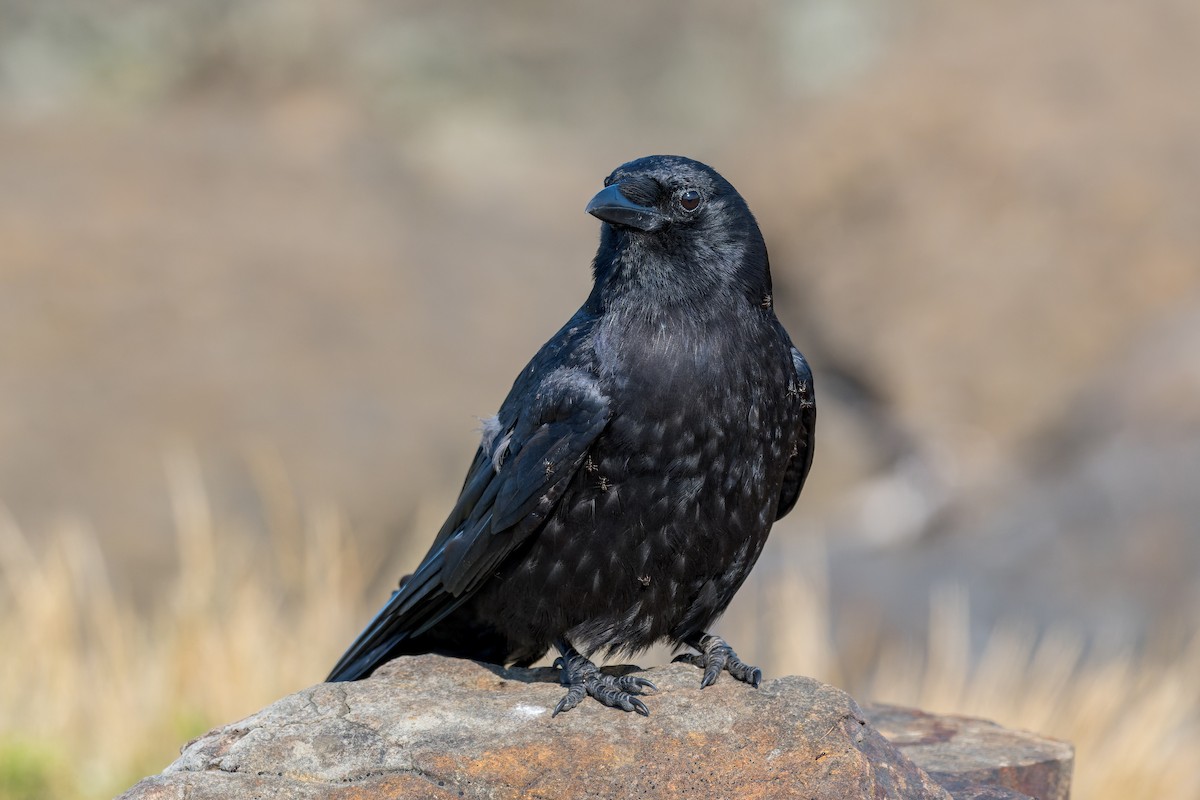 American Crow - ML623507448