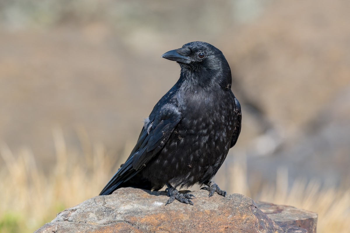 American Crow - ML623507449