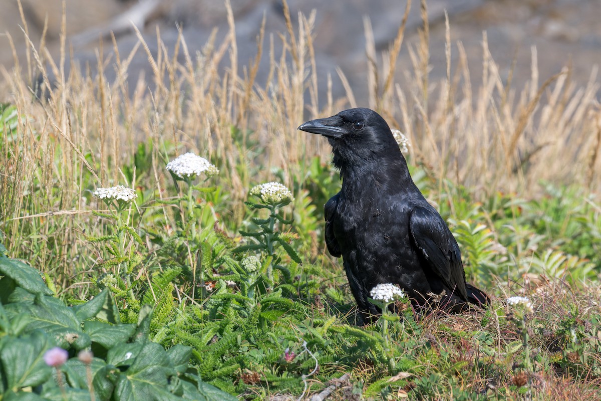 American Crow - ML623507450