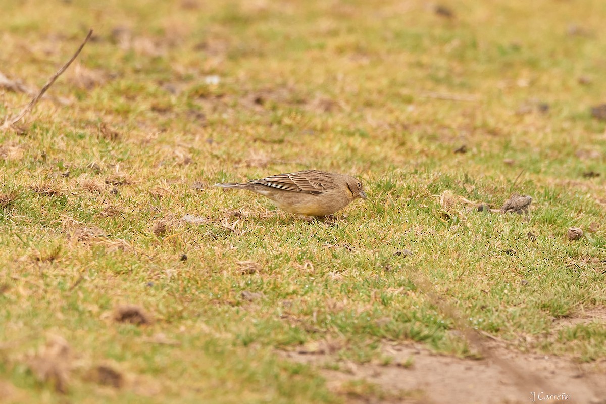 Grassland Yellow-Finch - ML623507477