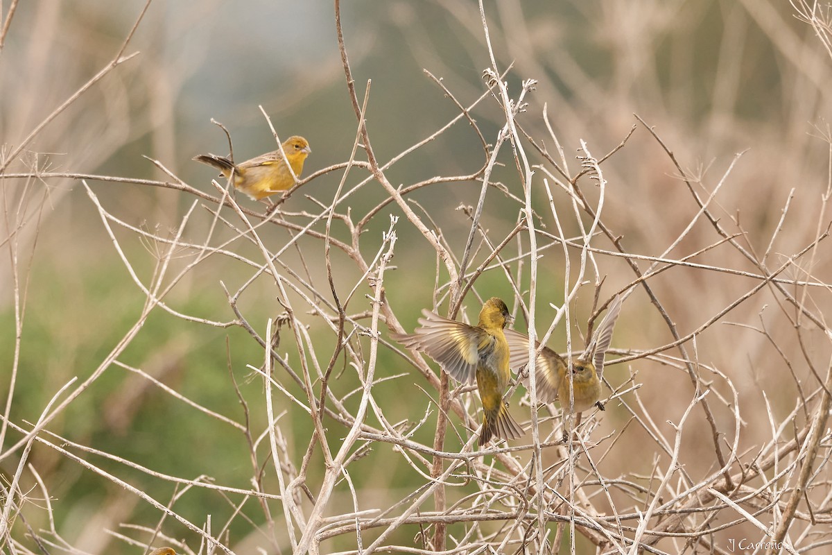 Grassland Yellow-Finch - ML623507478