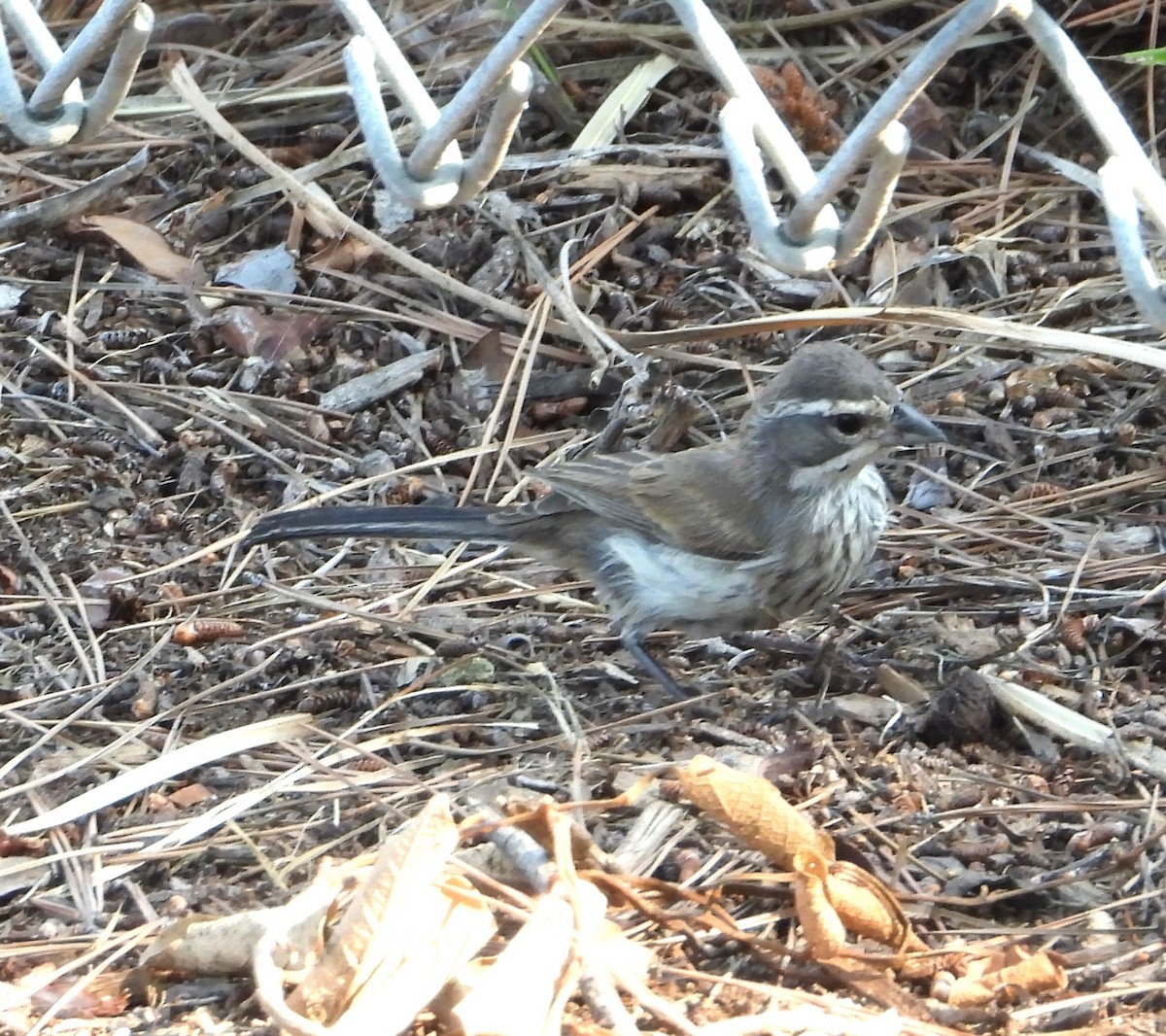 Black-throated Sparrow - Sherry Meddick