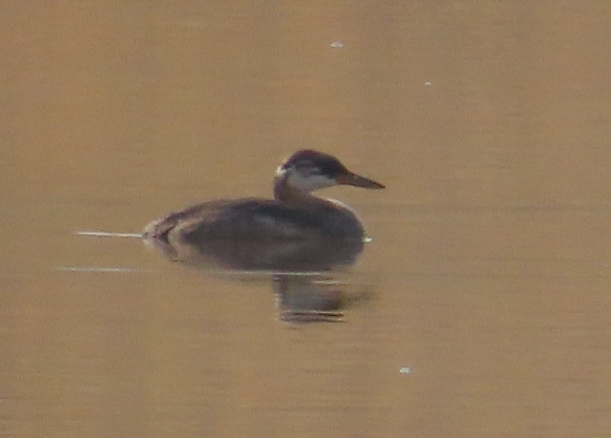 Red-necked Grebe - Bonnie Roemer