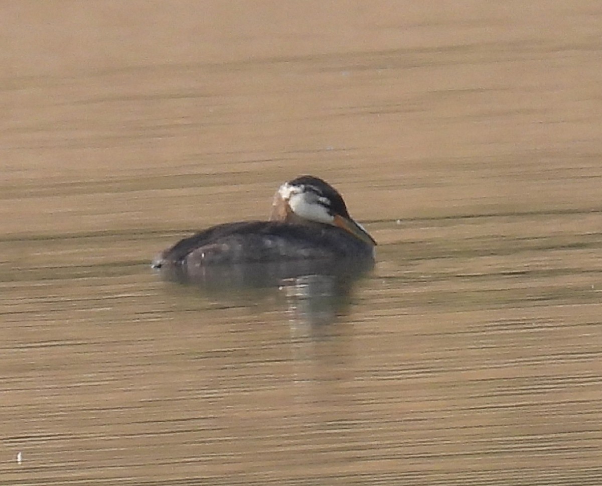 Red-necked Grebe - ML623507502