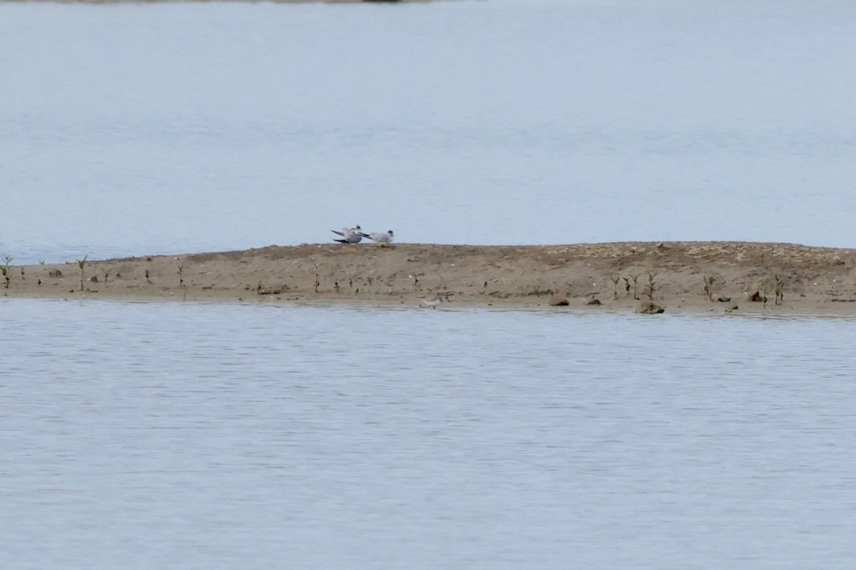 Yellow-billed Tern - ML623507514