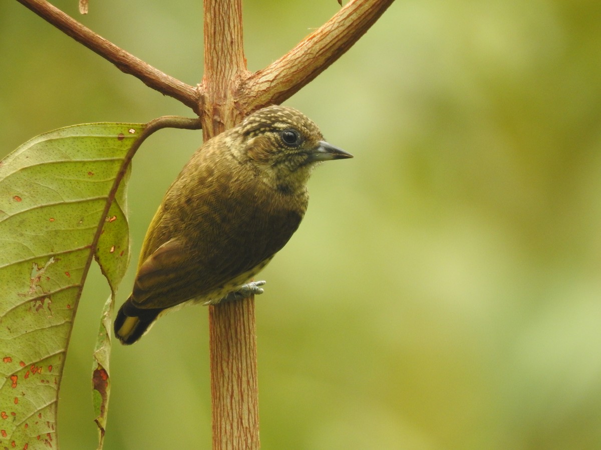 Bar-breasted Piculet - ML623507516