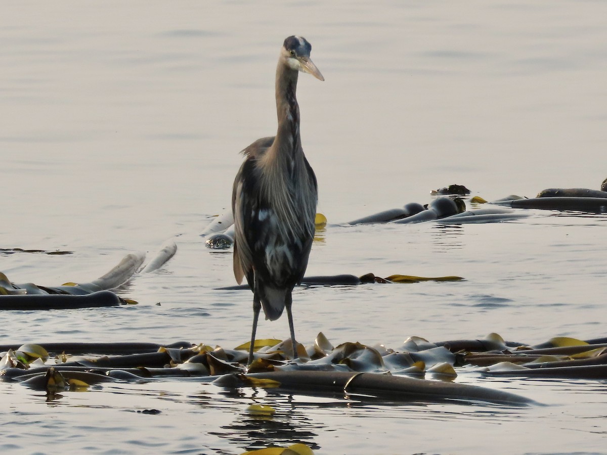 Garza Azulada - ML623507519