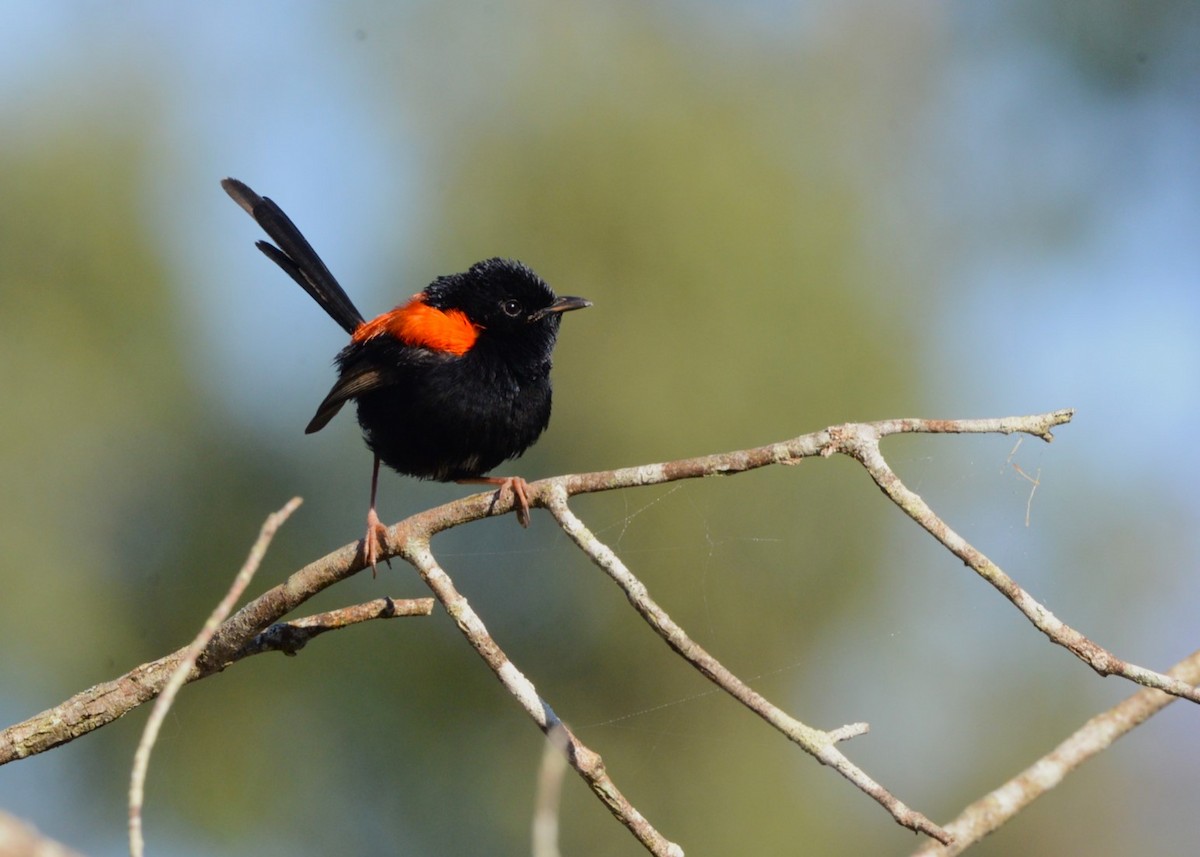 Red-backed Fairywren - Peter Storer