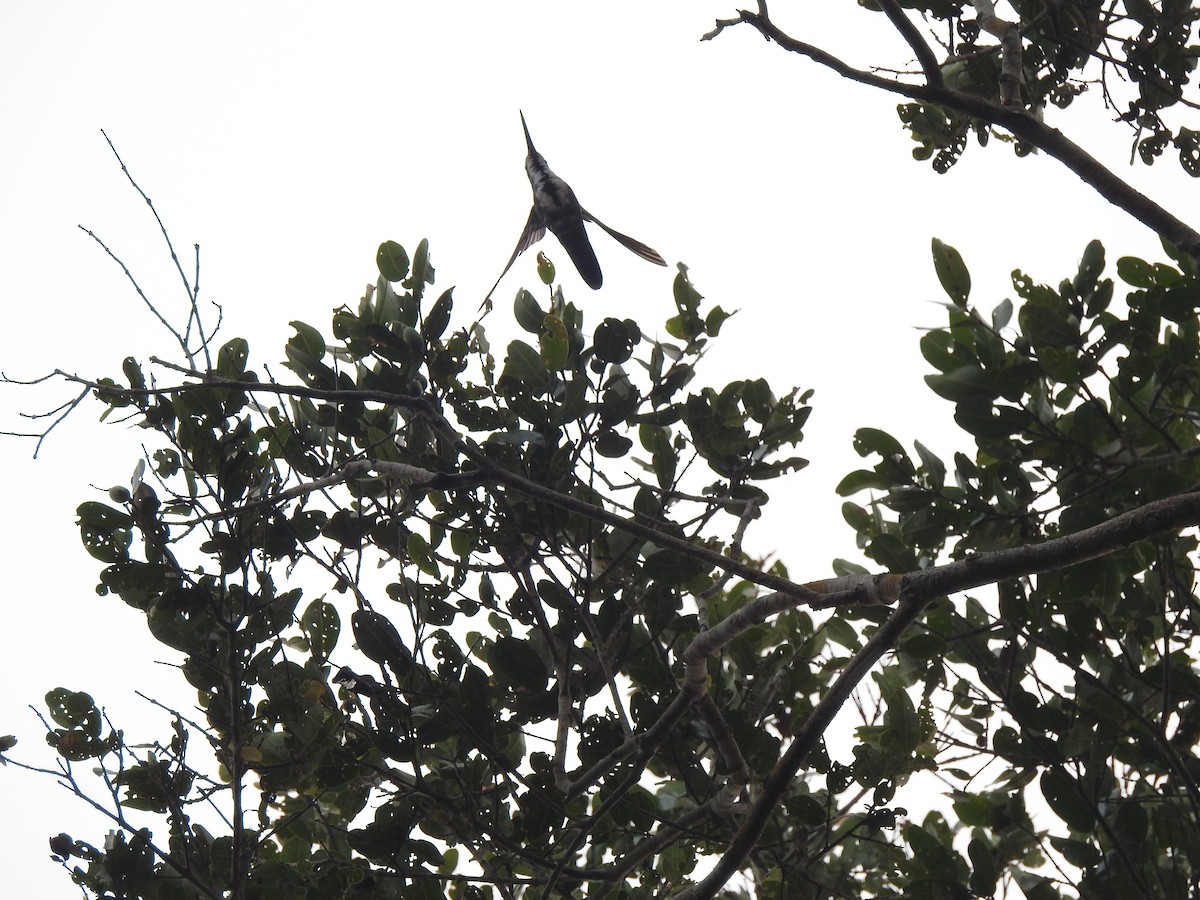 Black-throated Mango - Raul Afonso Pommer-Barbosa - Amazon Birdwatching