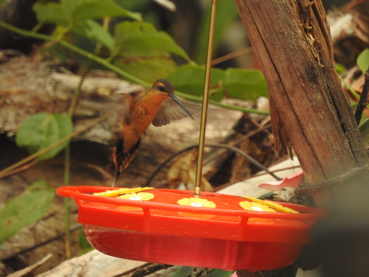 Needle-billed Hermit - ML623507527