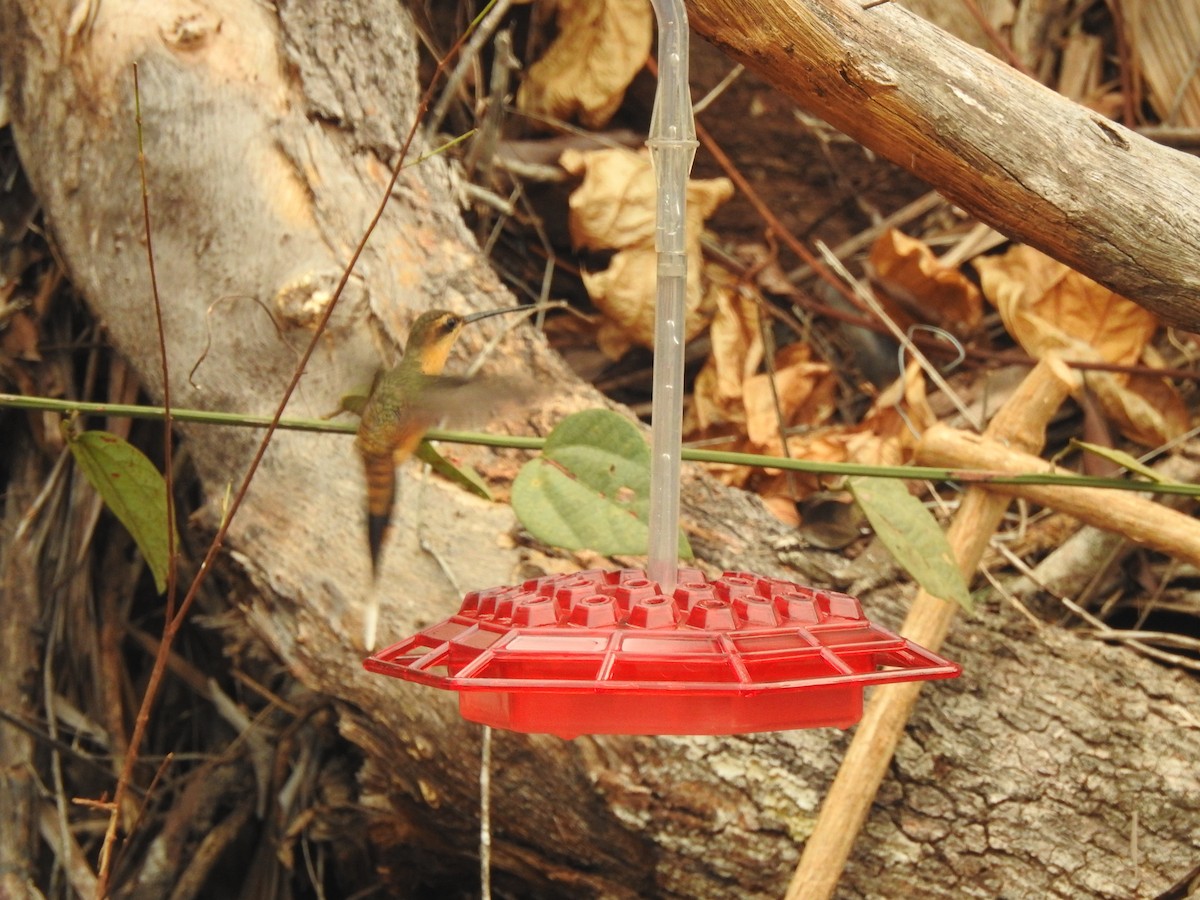 Needle-billed Hermit - ML623507528