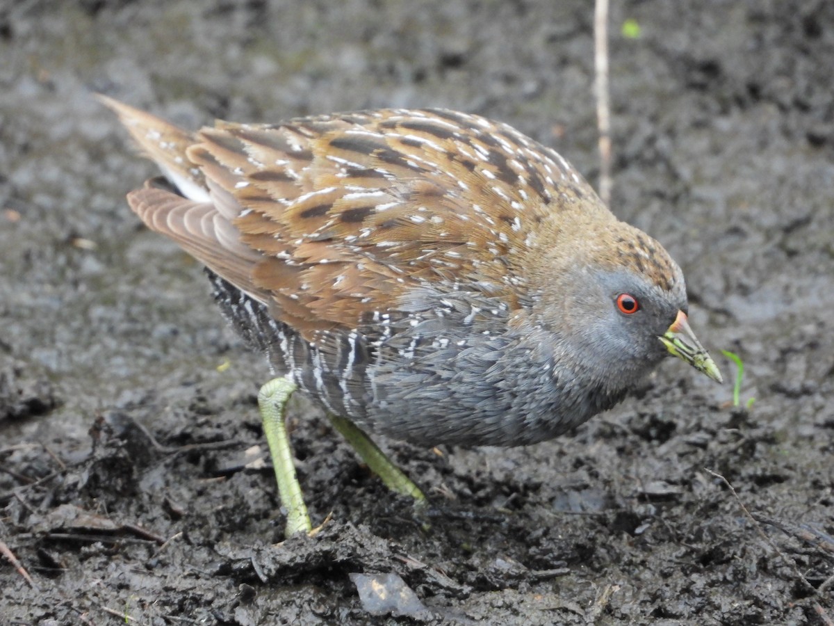 Australian Crake - ML623507545